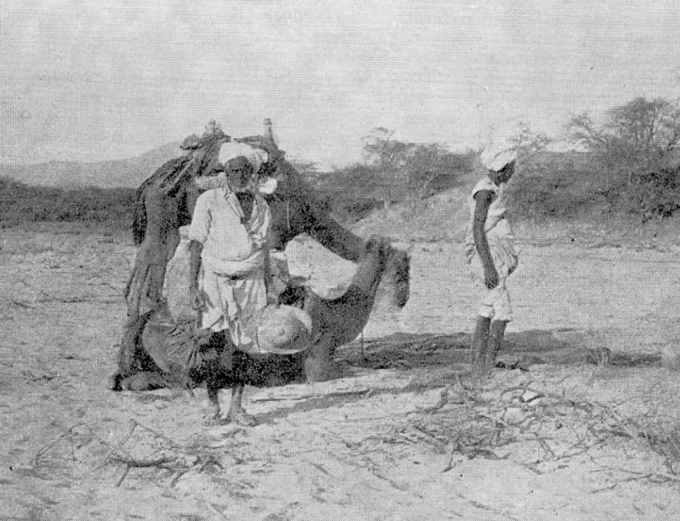 En Érythrée avec un marin et des chameaux
